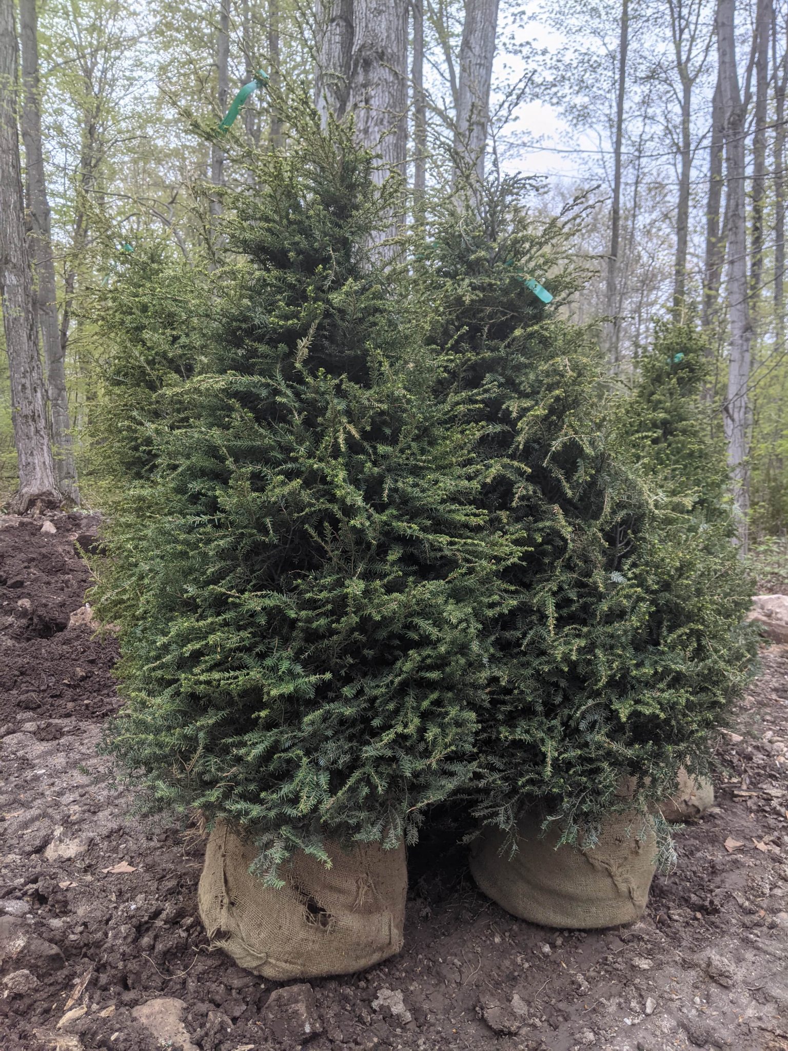 Eastern hemlock neerhof landscapes inc 