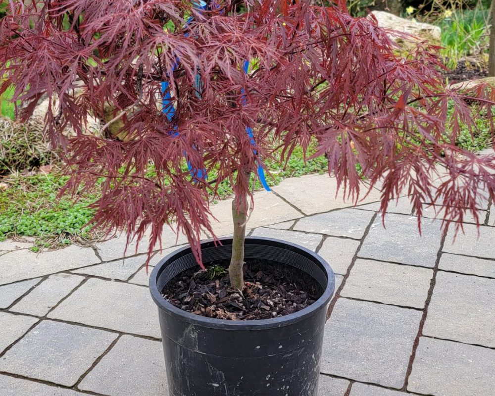 Acer Red Dragon Japanese Maple