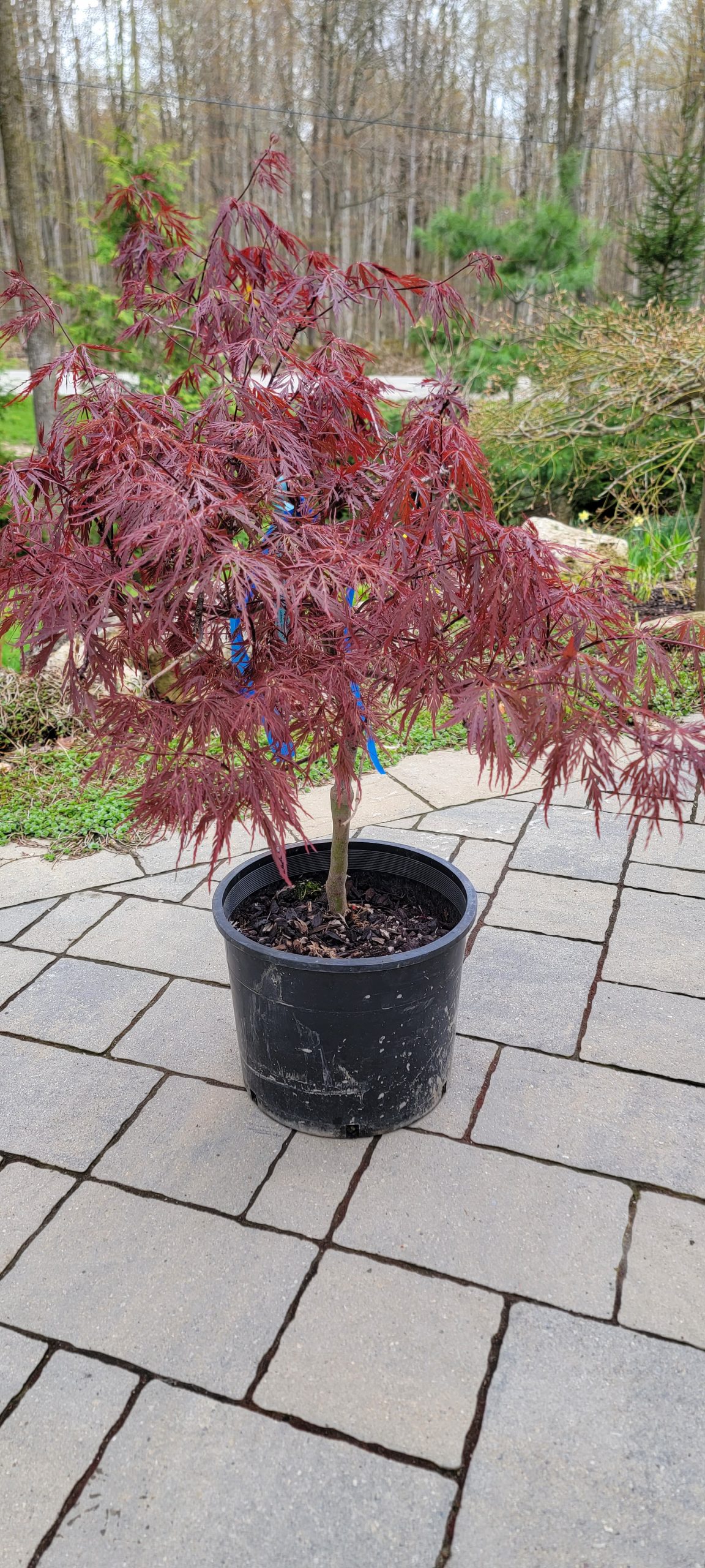 Acer Red Dragon Japanese Maple Neerhof Landscapes Inc 