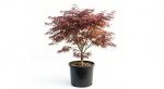 Acer Red Dragon Japanese Maple