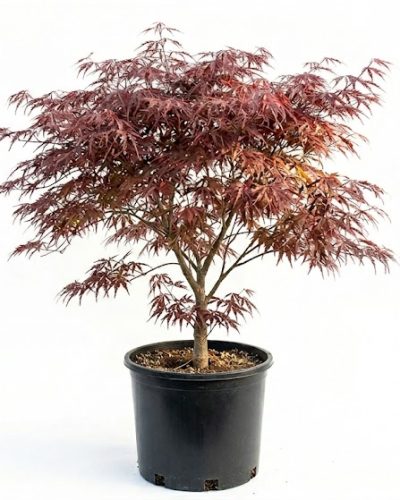 Acer Red Dragon Japanese Maple Acer Red Dragon Japanese Maple